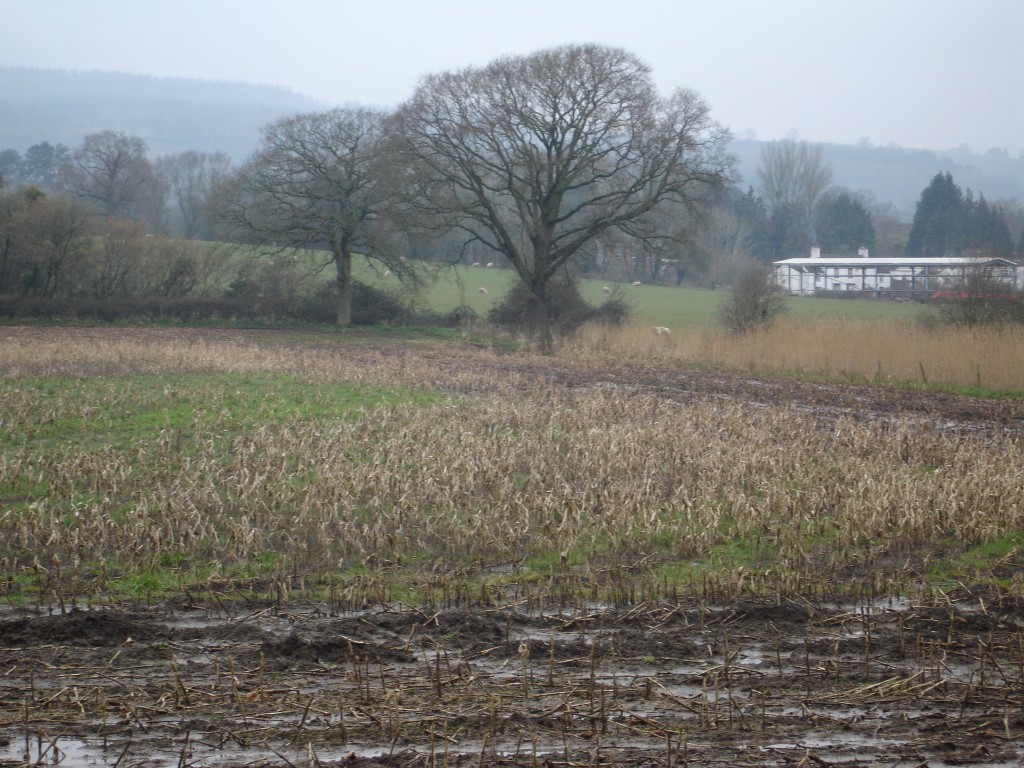 Farm Land On The Banks Of The River Severn Gloucestershire