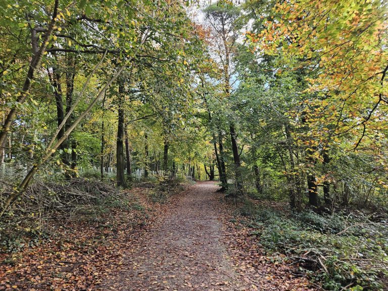Randwick Woods Gloucestershire