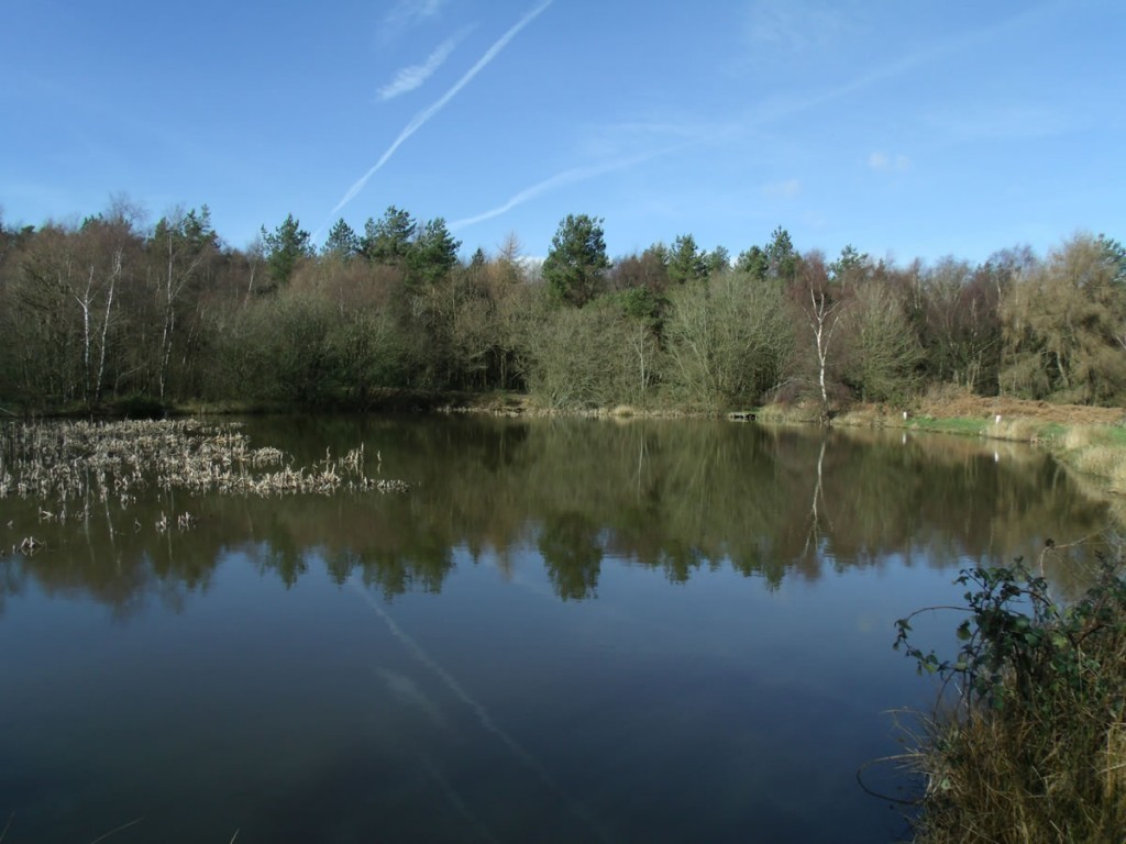 Fairplay Pond Forest of Dean