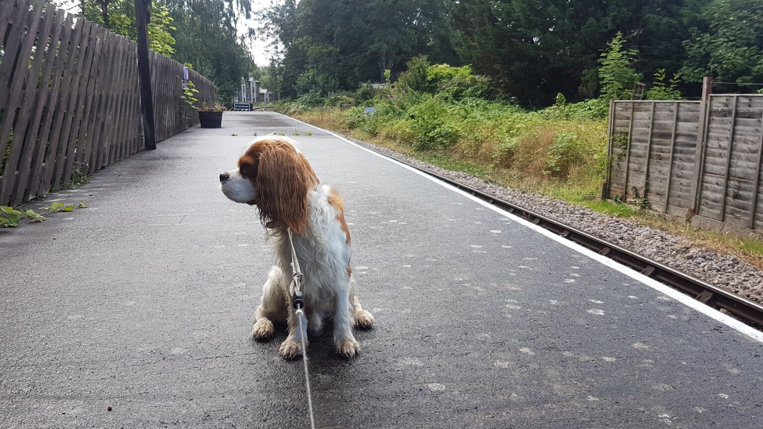 Dean Forest Railway Lydney Station