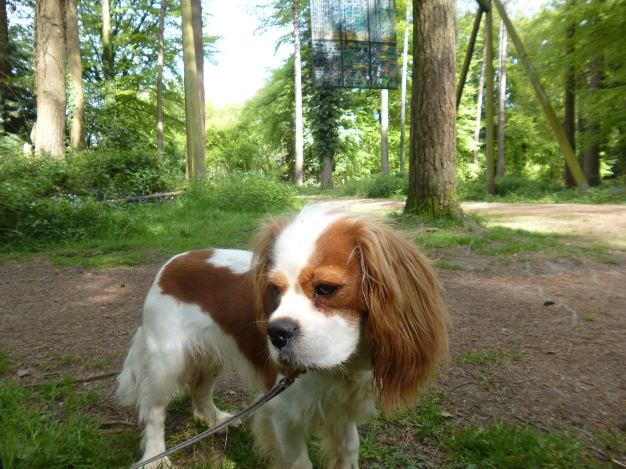 Sculpture Trail Dog Walk