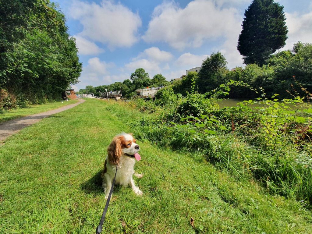 Best Areas for Dog Walks in Gloucestershire