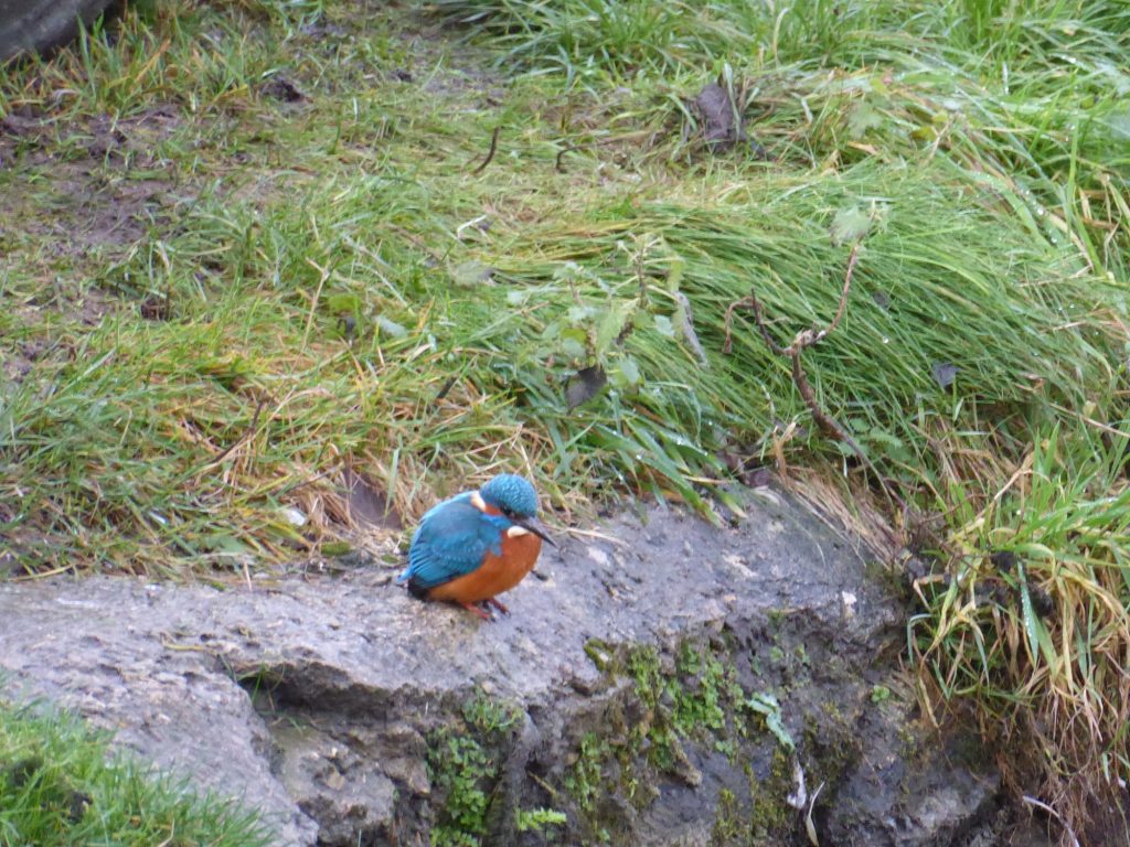 King-Fisher-River-Frome