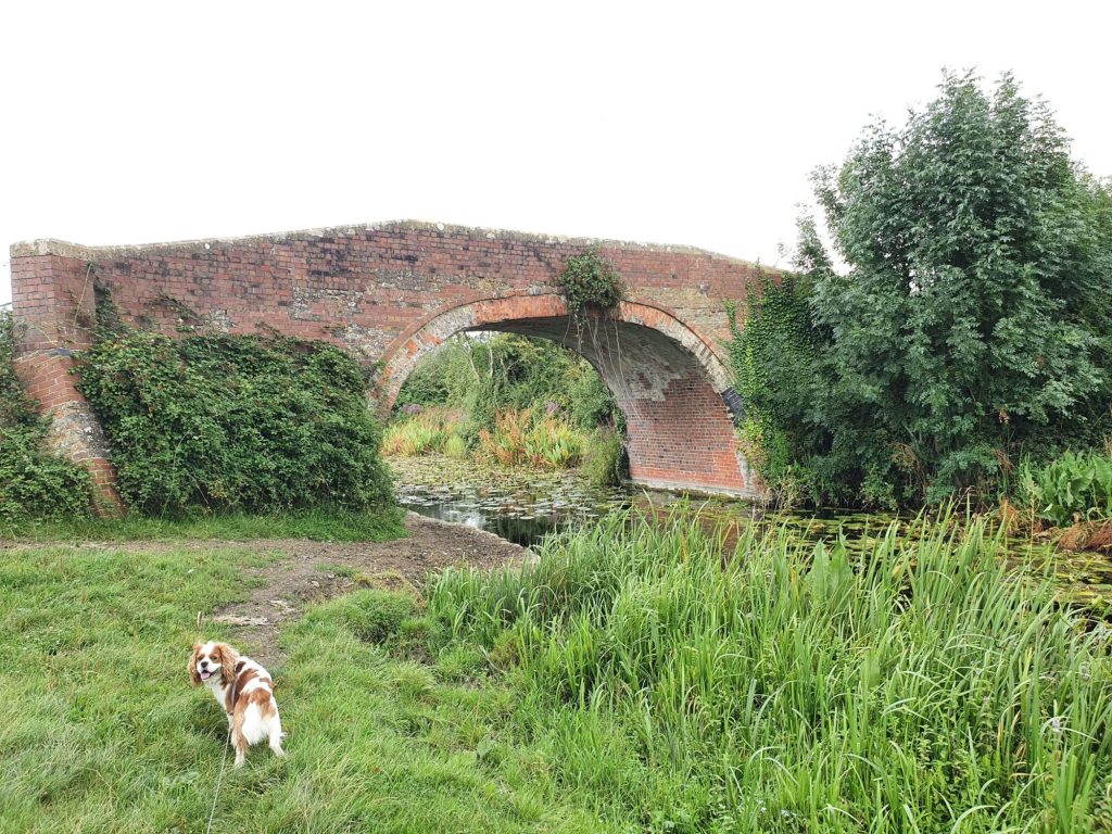 River Frome Dog Walk