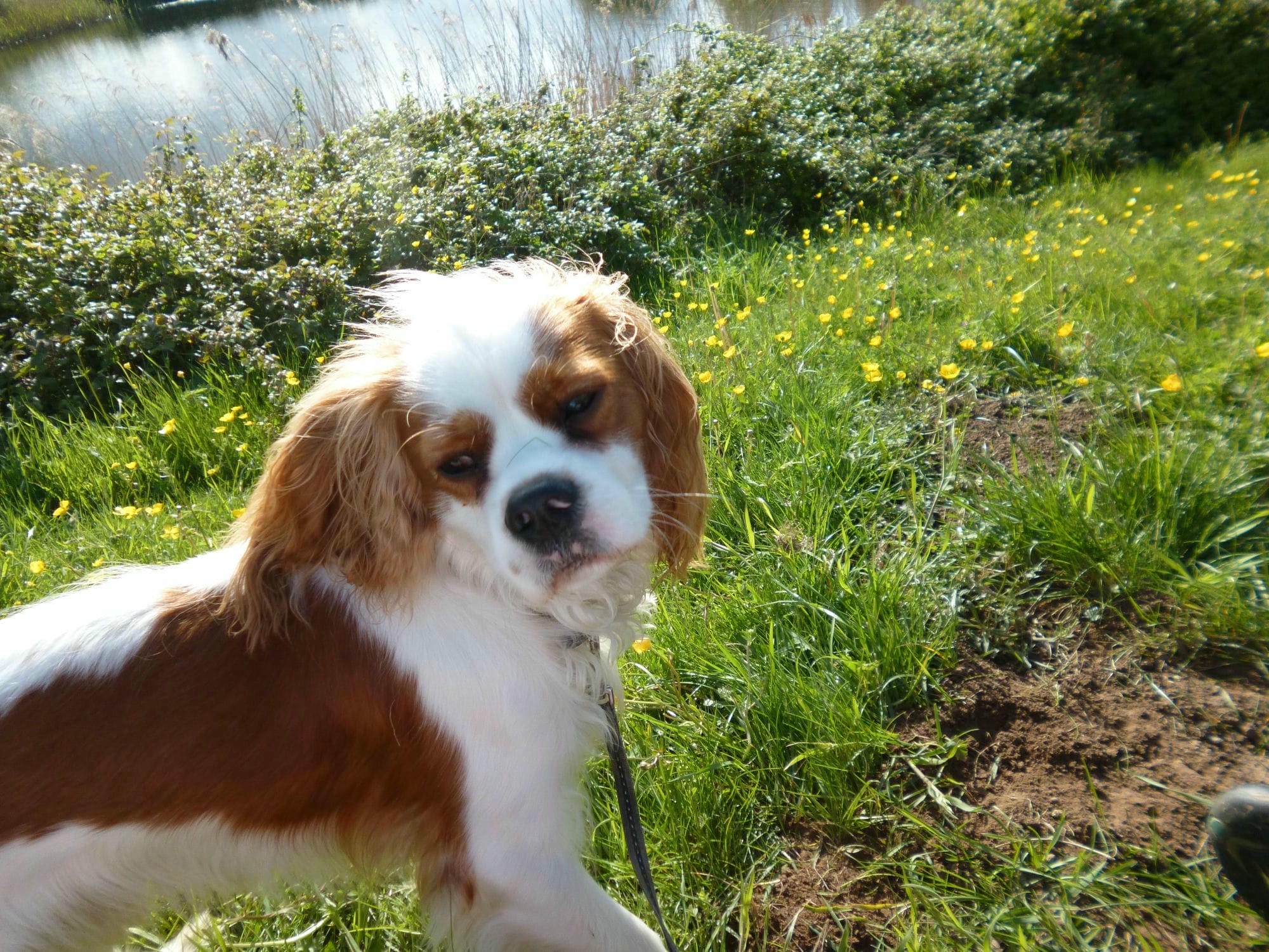 Dog walks Elmore