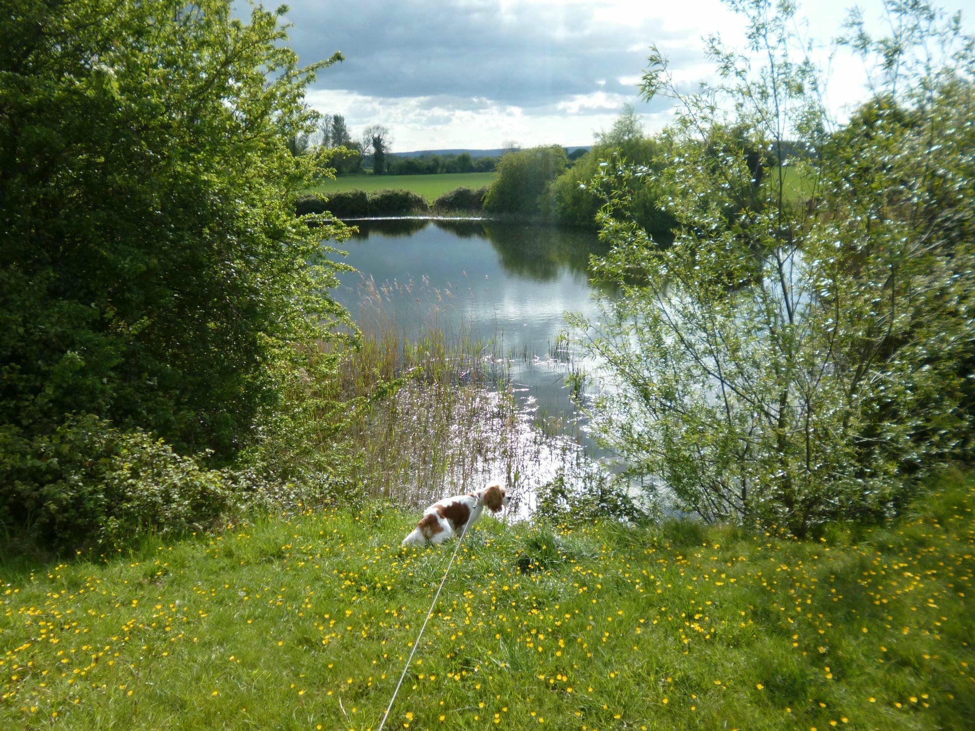 River Severn Dog Walk Elmore